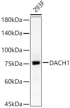 Western Blot: DACH1 Antibody [NBP3-38347] - Western blot analysis of lysates from 293F cells, using DACH1 Rabbit pAb at  1:900 dilution.Secondary antibody: HRP-conjugated Goat anti-Rabbit IgG (H+L) at 1:10000 dilution.Lysates/proteins: 25ug per lane.Blocking buffer: 3% nonfat dry milk in TBST.Detection: ECL Basic Kit.Exposure time: 30s.