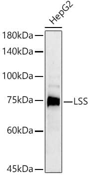 Western Blot: LSS Antibody [NBP3-38351] - Western blot analysis of lysates from HepG2 cells, using LSS Rabbit pAb at  1:500 dilution.Secondary antibody: HRP-conjugated Goat anti-Rabbit IgG (H+L) at 1:10000 dilution.Lysates/proteins: 25ug per lane.Blocking buffer: 3% nonfat dry milk in TBST.Detection: ECL Basic Kit.Exposure time: 180s.