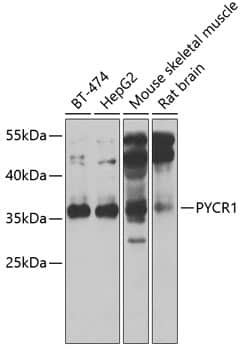 Western Blot: PYCR1 Antibody [NBP3-38355] - Western blot analysis of various lysates using PYCR1 Rabbit pAb at 1:1000 dilution.Secondary antibody: HRP-conjugated Goat anti-Rabbit IgG (H+L) at 1:10000 dilution.Lysates/proteins: 25ug per lane.Blocking buffer: 3% nonfat dry milk in TBST.Detection: ECL Basic Kit.Exposure time: 30s.