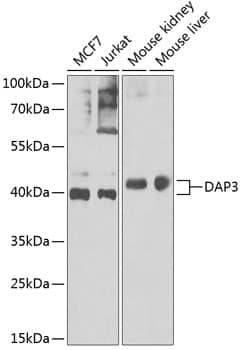Western Blot: DAP3 Antibody [NBP3-38358] - Western blot analysis of various lysates using DAP3 Rabbit pAb at 1:1000 dilution.Secondary antibody: HRP-conjugated Goat anti-Rabbit IgG (H+L) at 1:10000 dilution.Lysates/proteins: 25ug per lane.Blocking buffer: 3% nonfat dry milk in TBST.Detection: ECL Basic Kit.Exposure time: 90s.