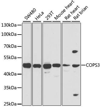 Western Blot: COP9 Antibody [NBP3-38362] - Western blot analysis of various lysates using COP9 Rabbit pAb at 1:1000 dilution.Secondary antibody: HRP-conjugated Goat anti-Rabbit IgG (H+L) at 1:10000 dilution.Lysates/proteins: 25ug per lane.Blocking buffer: 3% nonfat dry milk in TBST.Detection: ECL Basic Kit.Exposure time: 1s.