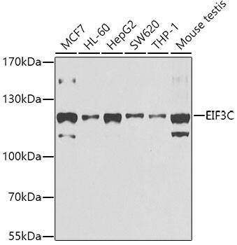 Western Blot: EIF3C Antibody [NBP3-38365] - Western blot analysis of various lysates using EIF3C Rabbit pAb at 1:1000 dilution.Secondary antibody: HRP-conjugated Goat anti-Rabbit IgG (H+L) at 1:10000 dilution.Lysates/proteins: 25ug per lane.Blocking buffer: 3% nonfat dry milk in TBST.Detection: ECL Basic Kit.Exposure time: 30s.