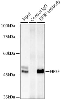 Immunohistochemistry EIF3F Antibody