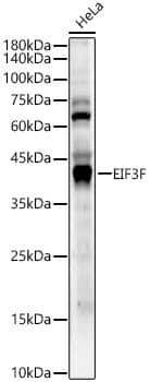 Western Blot EIF3F Antibody