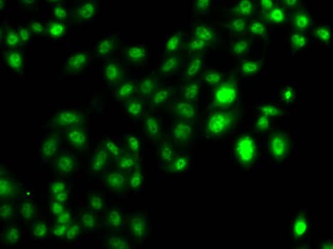 Immunocytochemistry/ Immunofluorescence: MTGR1 Antibody [NBP3-38369] - Immunofluorescence analysis of U2OS cells using MTGR1 Rabbit pAb.Secondary antibody: Cy3-conjugated Goat anti-Rabbit IgG (H+L) at 1:500 dilution.