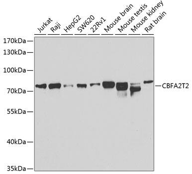 Western Blot: MTGR1 Antibody [NBP3-38369] - Western blot analysis of various lysates using MTGR1 Rabbit pAb at 1:1000 dilution.Secondary antibody: HRP-conjugated Goat anti-Rabbit IgG (H+L) at 1:10000 dilution.Lysates/proteins: 25ug per lane.Blocking buffer: 3% nonfat dry milk in TBST.