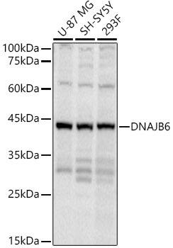 Western Blot: DNAJB6 Antibody [NBP3-38371] - Western Blot analysis of various lysates using DNAJB6 Rabbit pAb at 1:1000 dilution. Secondary antibody: HRP Goat Anti-Rabbit IgG (H+L) at 1:10000 dilution. Lysates / proteins: 25 ug per lane. Blocking buffer: 3 % nonfat dry milk in TBST. Detection: ECL Basic Kit. Exposure time: 10s.