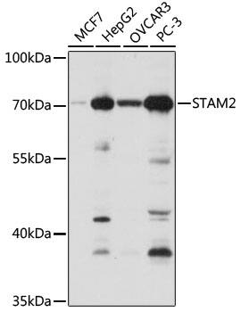 Western Blot: STAM2 Antibody [NBP3-38372] - Western blot analysis of various lysates using STAM2 Rabbit pAb at 1:1000 dilution.Secondary antibody: HRP-conjugated Goat anti-Rabbit IgG (H+L) at 1:10000 dilution.Lysates/proteins: 25ug per lane.Blocking buffer: 3% nonfat dry milk in TBST.Detection: ECL Basic Kit.Exposure time: 1s.