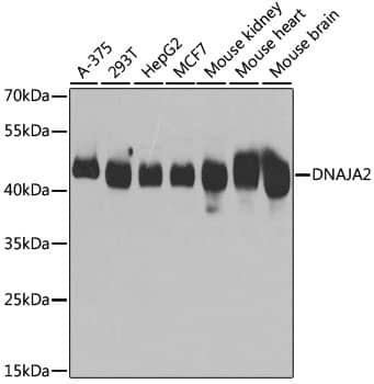 Western Blot: DNAJA2 Antibody [NBP3-38373] - Western blot analysis of various lysates using DNAJA2 Rabbit pAb at 1:3000 dilution.Secondary antibody: HRP-conjugated Goat anti-Rabbit IgG (H+L) at 1:10000 dilution.Lysates/proteins: 25ug per lane.Blocking buffer: 3% nonfat dry milk in TBST.Detection: ECL Basic Kit.Exposure time: 5s.