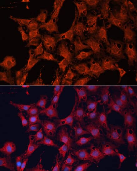 Immunocytochemistry/ Immunofluorescence: DNAJA2 Antibody [NBP3-38373] - Immunofluorescence analysis of C6 cells using DNAJA2 Rabbit pAb at dilution of 1:100. Secondary antibody: Cy3-conjugated Goat anti-Rabbit IgG (H+L) at 1:500 dilution. Blue: DAPI for nuclear staining.