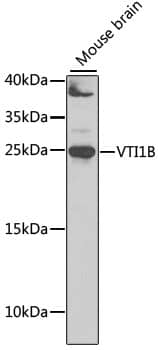 Western Blot: VTI1B Antibody [NBP3-38375] - Western blot analysis of lysates from mouse brain, using VTI1B Rabbit pAb at 1:1000 dilution.Secondary antibody: HRP-conjugated Goat anti-Rabbit IgG (H+L) at 1:10000 dilution.Lysates/proteins: 25ug per lane.Blocking buffer: 3% nonfat dry milk in TBST.Detection: ECL Basic Kit.Exposure time: 30s.