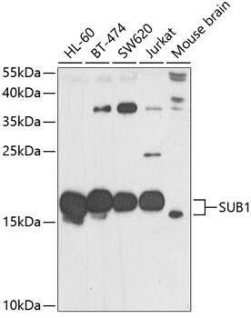 Western Blot: SUB1 Antibody [NBP3-38376] - Western blot analysis of various lysates using SUB1 Rabbit pAb at 1:1000 dilution.Secondary antibody: HRP-conjugated Goat anti-Rabbit IgG (H+L) at 1:10000 dilution.Lysates/proteins: 25ug per lane.Blocking buffer: 3% nonfat dry milk in TBST.Detection: ECL Basic Kit.Exposure time: 30s.