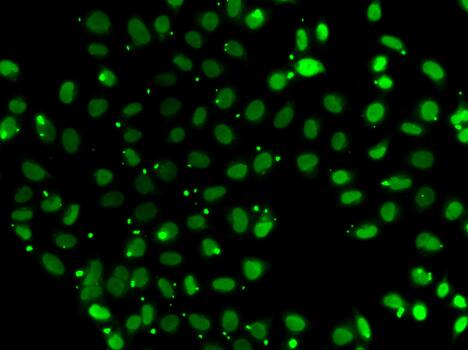 Immunocytochemistry/ Immunofluorescence: SUB1 Antibody [NBP3-38376] - Immunofluorescence analysis of A549 cells using SUB1 Rabbit pAb.Secondary antibody: Cy3-conjugated Goat anti-Rabbit IgG (H+L) at 1:500 dilution.