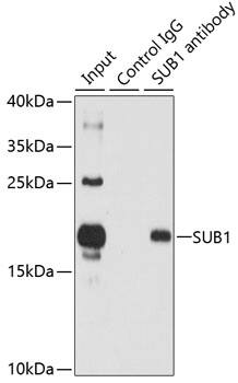 Immunoprecipitation: SUB1 Antibody [NBP3-38376] - Immunoprecipitation analysis of 150 ug extracts of HL60 cells using 3 ug SUB1 antibody. Western blot was performed from the immunoprecipitate using SUB1 antibody at a dilution of 1:500.