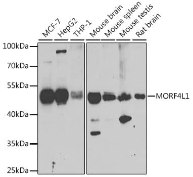 Western Blot: MRG15 Antibody [NBP3-38377] - Western blot analysis of various lysates using MRG15 Rabbit pAb at 1:1000 dilution.Secondary antibody: HRP-conjugated Goat anti-Rabbit IgG (H+L) at 1:10000 dilution.Lysates/proteins: 25ug per lane.Blocking buffer: 3% nonfat dry milk in TBST.Detection: ECL Enhanced Kit.Exposure time: 90s.