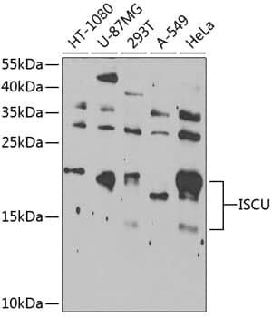 Western Blot: ISCU Antibody [NBP3-38381] - Western blot analysis of various lysates using ISCU Rabbit pAb at 1:1000 dilution.Secondary antibody: HRP-conjugated Goat anti-Rabbit IgG (H+L) at 1:10000 dilution.Lysates/proteins: 25ug per lane.Blocking buffer: 3% nonfat dry milk in TBST.Detection: ECL Enhanced Kit.Exposure time: 10s.