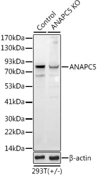 Western Blot Apc5 Antibody