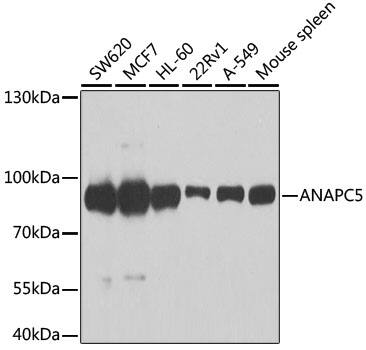 Western Blot Apc5 Antibody