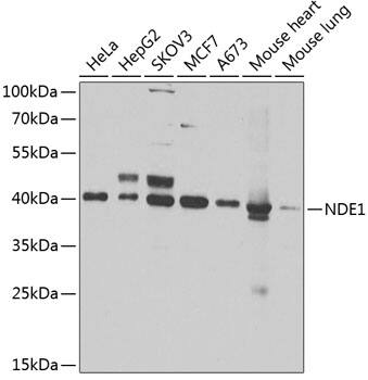 Western Blot: NDE1 Antibody [NBP3-38386] - Western blot analysis of various lysates using NDE1 Rabbit pAb at 1:1000 dilution.Secondary antibody: HRP-conjugated Goat anti-Rabbit IgG (H+L) at 1:10000 dilution.Lysates/proteins: 25ug per lane.Blocking buffer: 3% nonfat dry milk in TBST.Detection: ECL Basic Kit.Exposure time: 90s.