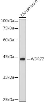 Western Blot: WDR77 Antibody [NBP3-38391] - Western blot analysis of lysates from Mouse brain, using WDR77 Rabbit pAb at 1:1000 dilution.Secondary antibody: HRP-conjugated Goat anti-Rabbit IgG (H+L) at 1:10000 dilution.Lysates/proteins: 25ug per lane.Blocking buffer: 3% nonfat dry milk in TBST.Detection: ECL Basic Kit.Exposure time: 10s.