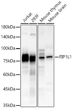 Western Blot: FIP1L1 Antibody [NBP3-38392] - Western blot analysis of various lysates, using FIP1L1 Rabbit pAb at 1:1000 dilution.Secondary antibody: HRP-conjugated Goat anti-Rabbit IgG (H+L) at 1:10000 dilution.Lysates/proteins: 25ug per lane.Blocking buffer: 3% nonfat dry milk in TBST.Detection: ECL Basic Kit.Exposure time: 90s.