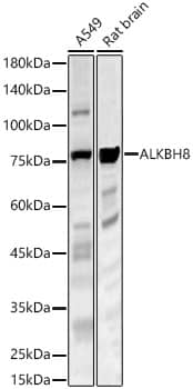 Western Blot ALKBH8 Antibody