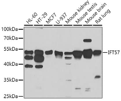 Western Blot: HIPPI Antibody [NBP3-38395] - Western blot analysis of various lysates using HIPPI Rabbit pAb at 1:1000 dilution.Secondary antibody: HRP-conjugated Goat anti-Rabbit IgG (H+L) at 1:10000 dilution.Lysates/proteins: 25ug per lane.Blocking buffer: 3% nonfat dry milk in TBST.Detection: ECL Basic Kit.Exposure time: 90s.