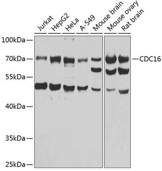 Western Blot: CDC16 Antibody [NBP3-38396] - Western blot analysis of various lysates using CDC16 Rabbit pAb at 1:1000 dilution.Secondary antibody: HRP-conjugated Goat anti-Rabbit IgG (H+L) at 1:10000 dilution.Lysates/proteins: 25ug per lane.Blocking buffer: 3% nonfat dry milk in TBST.Detection: ECL Basic Kit.Exposure time: 10s.