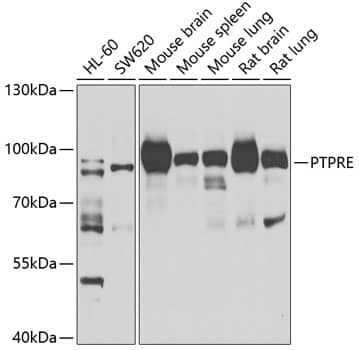 Western Blot: PTP epsilon Antibody [NBP3-38398] - Western blot analysis of various lysates using PTP epsilon Rabbit pAb at 1:1000 dilution.Secondary antibody: HRP-conjugated Goat anti-Rabbit IgG (H+L) at 1:10000 dilution.Lysates/proteins: 25ug per lane.Blocking buffer: 3% nonfat dry milk in TBST.Detection: ECL Basic Kit.Exposure time: 90s.