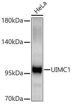 Western Blot: RAP80 Antibody [NBP3-38402] - Western Blot analysis of lysates from HeLa cells using RAP80 Rabbit pAb at 1:3000 dilution incubated overnight at 4C.Secondary antibody: HRP-conjugated Goat anti-Rabbit IgG (H+L) at 1:10000 dilution. Lysates/proteins: 25 ug per lane.Blocking buffer: 3% nonfat dry milk in TBST.Detection: ECL Basic KitExposure time: 60 s.