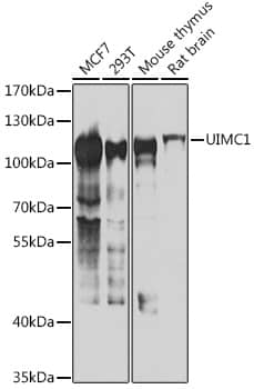 Western Blot: RAP80 Antibody [NBP3-38402] - Western blot analysis of various lysates using RAP80 Rabbit pAb at 1:1000 dilution.Secondary antibody: HRP-conjugated Goat anti-Rabbit IgG (H+L) at 1:10000 dilution.Lysates/proteins: 25ug per lane.Blocking buffer: 3% nonfat dry milk in TBST.Detection: ECL Basic Kit.Exposure time: 30s.