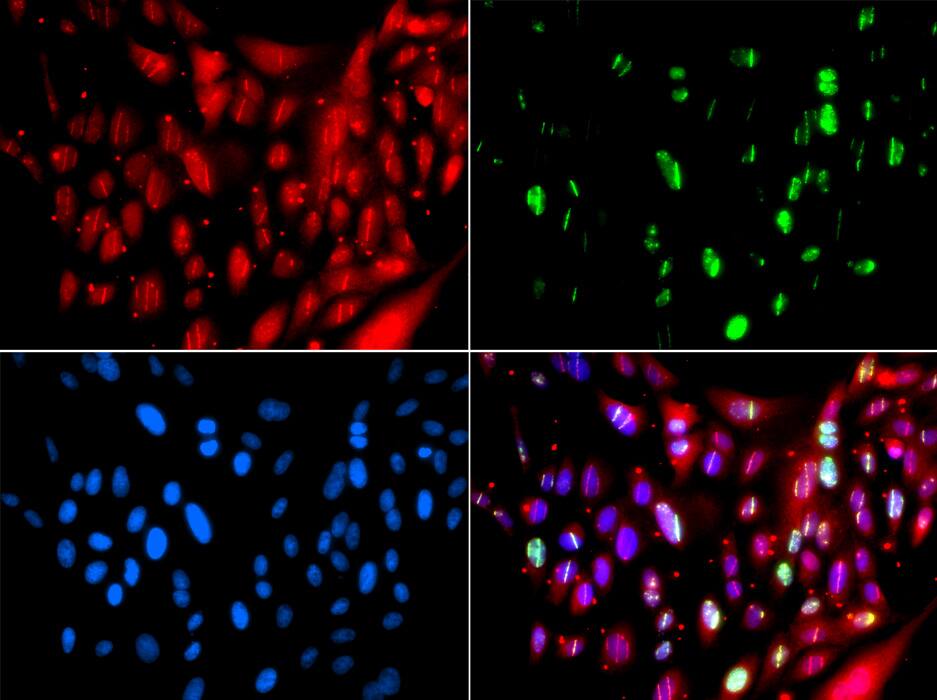 Western Blot: RAP80 Antibody [NBP3-38402] - Western blot analysis of lysates from HeLa cells using RAP80 Rabbit pAb at 1:3000 dilution incubated overnight at 4C.Secondary antibody: HRP-conjugated Goat anti-Rabbit IgG (H+L) at 1:10000 dilution. Lysates/proteins: 25 ug per lane.Blocking buffer: 3% nonfat dry milk in TBST.Detection: ECL Basic KitExposure time: 60 s.