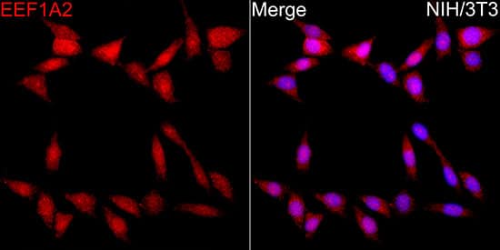 Western Blot EEF1A2 Antibody