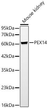 Western Blot: PEX14 Antibody [NBP3-38414] - Western blot analysis of lysates from Mouse kidney, using PEX14 Rabbit pAb at 1:1000 dilution.Secondary antibody: HRP-conjugated Goat anti-Rabbit IgG (H+L) at 1:10000 dilution.Lysates/proteins: 25ug per lane.Blocking buffer: 3% nonfat dry milk in TBST.Detection: ECL Basic Kit.Exposure time: 60s.