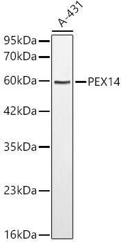 Western Blot: PEX14 Antibody [NBP3-38414] - Western blot analysis of lysates from A-431 cells, using PEX14 Rabbit pAb at 1:1000 dilution.Secondary antibody: HRP-conjugated Goat anti-Rabbit IgG (H+L) at 1:10000 dilution.Lysates/proteins: 25ug per lane.Blocking buffer: 3% nonfat dry milk in TBST.Detection: ECL Basic Kit.Exposure time: 90s.