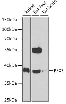 Western Blot: PEX3 Antibody [NBP3-38416] - Western blot analysis of various lysates using PEX3 Rabbit pAb at 1:1000 dilution.Secondary antibody: HRP-conjugated Goat anti-Rabbit IgG (H+L) at 1:10000 dilution.Lysates/proteins: 25ug per lane.Blocking buffer: 3% nonfat dry milk in TBST.Detection: ECL Enhanced Kit.Exposure time: 90s.