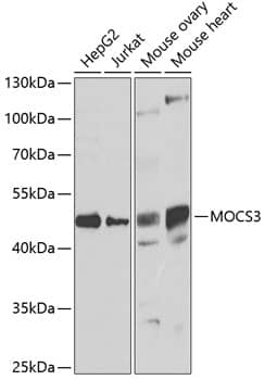 Western Blot: MOCS3 Antibody [NBP3-38419] - Western blot analysis of various lysates using MOCS3 Rabbit pAb at 1:1000 dilution.Secondary antibody: HRP-conjugated Goat anti-Rabbit IgG (H+L) at 1:10000 dilution.Lysates/proteins: 25ug per lane.Blocking buffer: 3% nonfat dry milk in TBST.Detection: ECL Basic Kit.Exposure time: 90s.