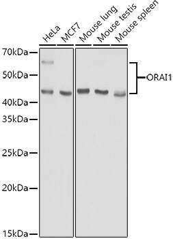 Western Blot: Orai1 Antibody [NBP3-38425] - Western blot analysis of various lysates using  at 1:1000 dilution.Secondary antibody: HRP-conjugated Goat anti-Rabbit IgG (H+L) at 1:10000 dilution.Lysates/proteins: 25μg per lane.Blocking buffer: 3% nonfat dry milk in TBST.Detection: ECL Basic Kit.Exposure time: 90s.