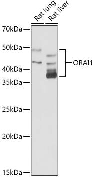 Western Blot: Orai1 Antibody [NBP3-38425] - Western blot analysis of various lysates using  at 1:1000 dilution.Secondary antibody: HRP-conjugated Goat anti-Rabbit IgG (H+L) at 1:10000 dilution.Lysates/proteins: 25μg per lane.Blocking buffer: 3% nonfat dry milk in TBST.Detection: ECL Basic Kit.Exposure time: 180s.