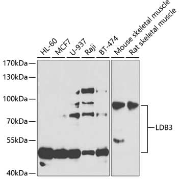 Western Blot: LDB3 Antibody [NBP3-38431] - Western blot analysis of various lysates using LDB3 Rabbit pAb at 1:1000 dilution.Secondary antibody: HRP-conjugated Goat anti-Rabbit IgG (H+L) at 1:10000 dilution.Lysates/proteins: 25ug per lane.Blocking buffer: 3% nonfat dry milk in TBST.Detection: ECL Basic Kit.Exposure time: 90s.