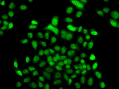 Immunocytochemistry/ Immunofluorescence: FBXO7 Antibody [NBP3-38432] - Immunofluorescence analysis of A549 cells using FBXO7 Rabbit pAb.Secondary antibody: Cy3-conjugated Goat anti-Rabbit IgG (H+L) at 1:500 dilution.