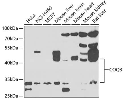 Western Blot: COQ3 Antibody [NBP3-38433] - Western blot analysis of various lysates using COQ3 Rabbit pAb at 1:1000 dilution.Secondary antibody: HRP-conjugated Goat anti-Rabbit IgG (H+L) at 1:10000 dilution.Lysates/proteins: 25ug per lane.Blocking buffer: 3% nonfat dry milk in TBST.Detection: ECL Basic Kit.Exposure time: 90s.