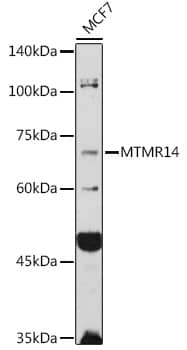 Western Blot: MTMR14 Antibody [NBP3-38434] - Western blot analysis of lysates from MCF7 cells, using MTMR14 Rabbit pAb at 1:1000 dilution.Secondary antibody: HRP-conjugated Goat anti-Rabbit IgG (H+L) at 1:10000 dilution.Lysates/proteins: 25ug per lane.Blocking buffer: 3% nonfat dry milk in TBST.Detection: ECL Basic Kit.Exposure time: 180s.