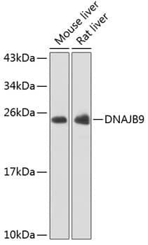 Western Blot: MDG1 Antibody [NBP3-38435] - Western blot analysis of various lysates using MDG1 Rabbit pAb at 1:1000 dilution.Secondary antibody: HRP-conjugated Goat anti-Rabbit IgG (H+L) at 1:10000 dilution.Lysates/proteins: 25ug per lane.Blocking buffer: 3% nonfat dry milk in TBST.Detection: ECL Basic Kit.Exposure time: 10s.