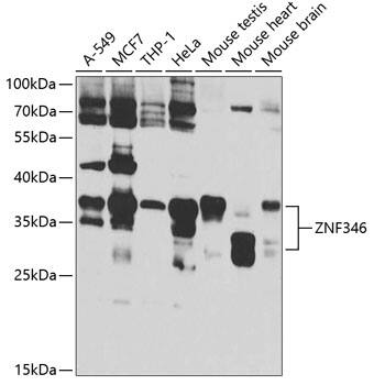 Western Blot: ZNF346 Antibody [NBP3-38437] - Western blot analysis of various lysates using ZNF346 Rabbit pAb at 1:1000 dilution.Secondary antibody: HRP-conjugated Goat anti-Rabbit IgG (H+L) at 1:10000 dilution.Lysates/proteins: 25ug per lane.Blocking buffer: 3% nonfat dry milk in TBST.Detection: ECL Enhanced Kit.Exposure time: 1s.