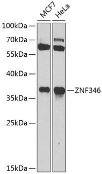 Western Blot: ZNF346 Antibody [NBP3-38437] - Western Blot analysis of various lysates using ZNF346 Rabbit pAb at 1:1000 dilution.Secondary antibody: HRP-conjugated Goat anti-Rabbit IgG (H+L) at 1:10000 dilution.Lysates/proteins: 25ug per lane.Blocking buffer: 3% nonfat dry milk in TBST.Detection: ECL Basic Kit.Exposure time: 90s.