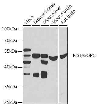 Western Blot: PIST Antibody [NBP3-38438] - Western blot analysis of various lysates using PIST Rabbit pAb at 1:1000 dilution.Secondary antibody: HRP-conjugated Goat anti-Rabbit IgG (H+L) at 1:10000 dilution.Lysates/proteins: 25ug per lane.Blocking buffer: 3% nonfat dry milk in TBST.Detection: ECL Basic Kit.Exposure time: 30s.