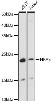 Western Blot NRAS Antibody