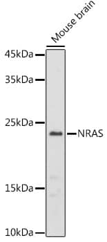 Western Blot NRAS Antibody