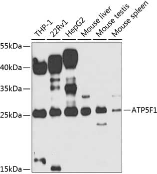 Western Blot: ATP5F1 Antibody [NBP3-38449] - Western blot analysis of various lysates using ATP5F1 Rabbit pAb at 1:1000 dilution.Secondary antibody: HRP-conjugated Goat anti-Rabbit IgG (H+L) at 1:10000 dilution.Lysates/proteins: 25ug per lane.Blocking buffer: 3% nonfat dry milk in TBST.Detection: ECL Enhanced Kit.Exposure time: 60s.